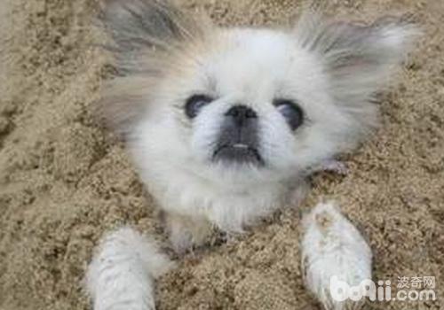 京巴犬