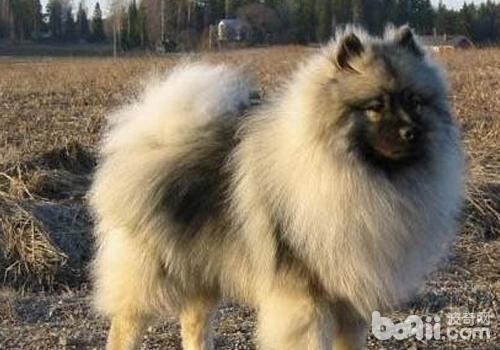 荷蘭毛獅犬
