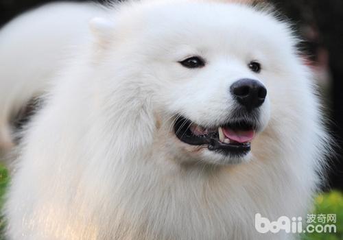 薩摩耶犬