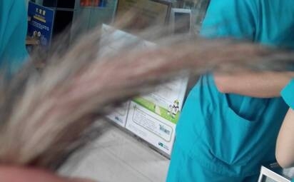 種馬尾病一般犬貓較多，在臨床診療過程中，發現貂也會發生疑似種馬尾病症狀。圖為貂的正常尾巴，尾部毛發較多，毛光亮、無皮屑，無粉刺、無紅斑、潰瘍等其它現象。