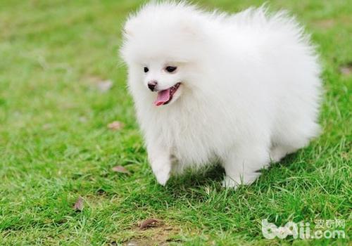 博美犬