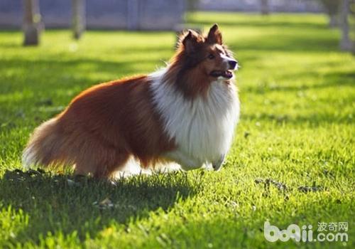 喜樂蒂牧羊犬