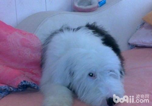 英國古代牧羊犬