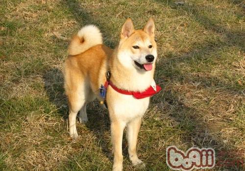 柴犬