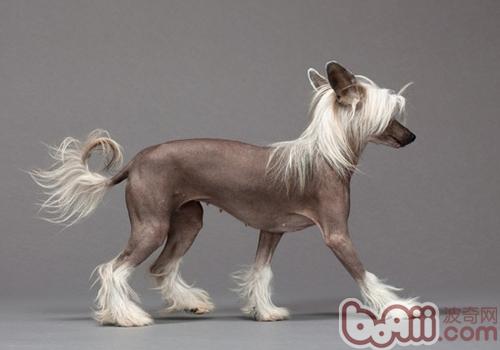 中國冠毛犬