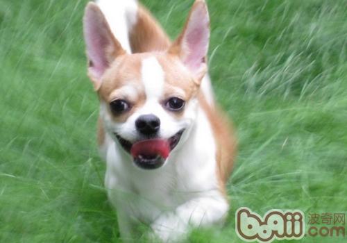 吉娃娃犬