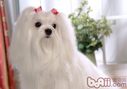 馬爾濟斯犬