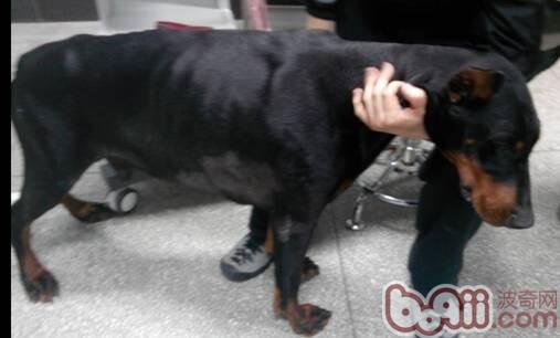 患病杜賓犬不願長時間站立，在主人幫助下站立。呼吸急促