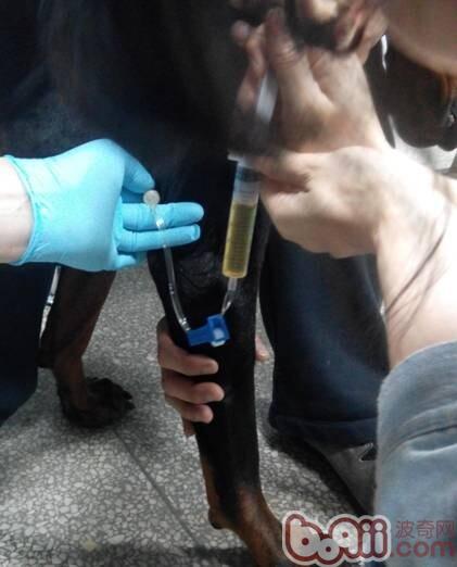 胸腔積液的抽取，在6-8肋間。注射器跟輸液袋控制閥門的組合可以控制抽取的速度。