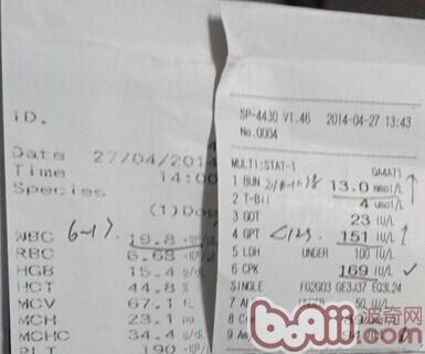 杜賓犬的生化和血常規。血常規顯示淋巴細胞比例低，白細胞數量增多。生化結果顯示尿素氮升高，尿素氮主要為體內蛋白質代謝產物，由肝髒產出，腎髒排出。GPT丙氨酸氨基轉移酶高，是體內氮代謝的主要酶，主要在肝髒細胞內，有肝髒特異性。提示肝髒有損傷。