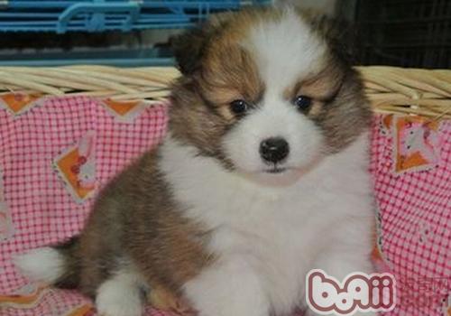 喜樂蒂牧羊犬