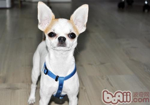 吉娃娃犬
