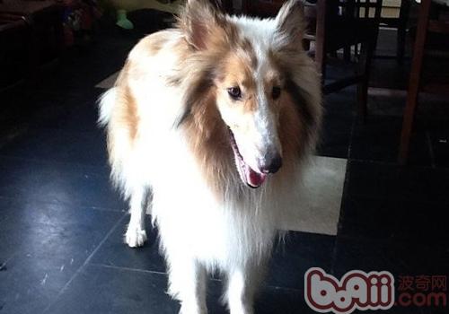 喜樂蒂牧羊犬