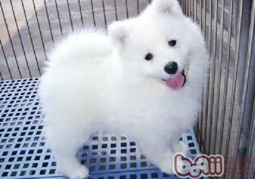 薩摩耶犬