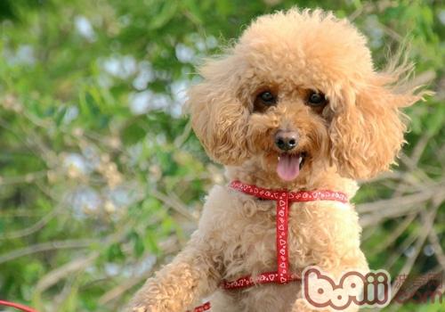 貴賓犬