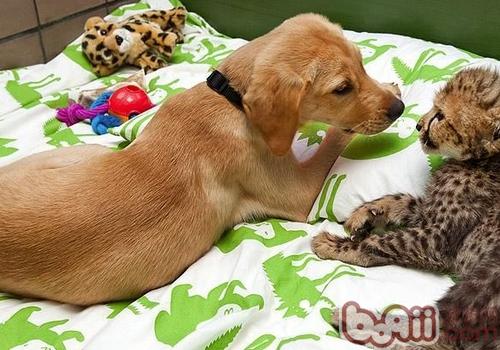 拉布拉多犬