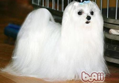 馬爾濟斯犬