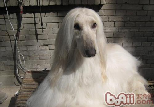 阿富汗獵犬