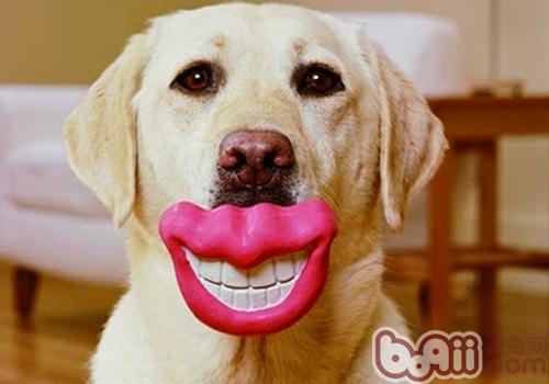 拉布拉多犬