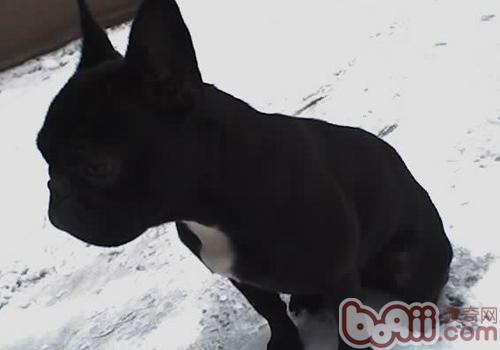 法國斗牛犬