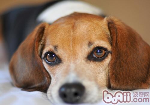 比格犬