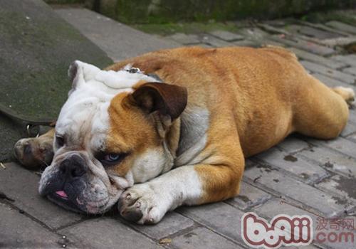 英國斗牛犬