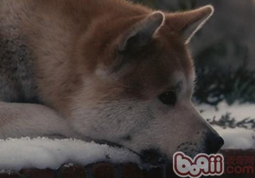 秋田犬