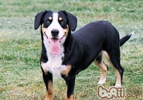 恩特雷布赫山地犬