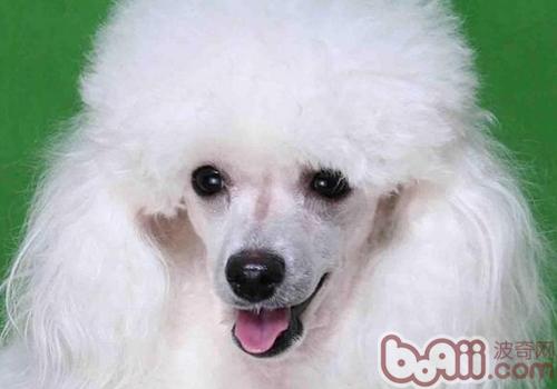 貴賓犬