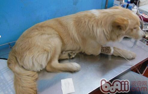 患病犬，精神沉郁