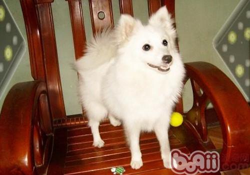 日本尖嘴犬