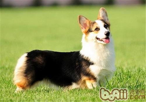 威爾士柯基犬