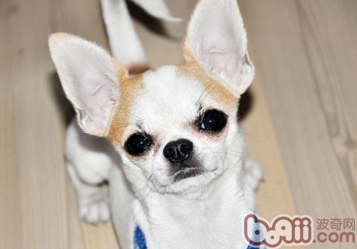 吉娃娃犬