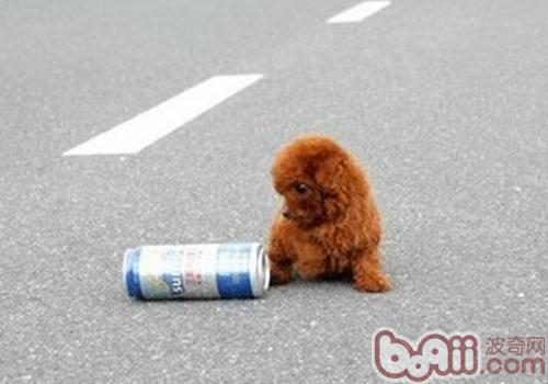 泰迪犬