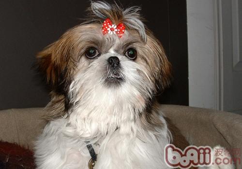 西施犬