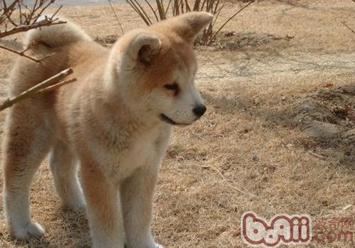 秋田犬