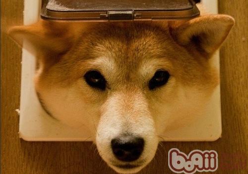 柴犬