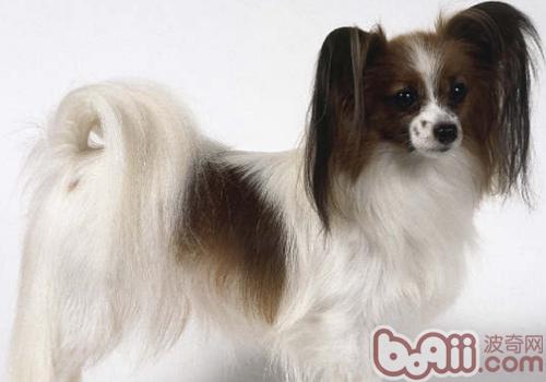 蝴蝶犬