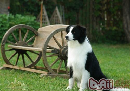 邊境牧羊犬