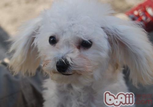 貴賓犬