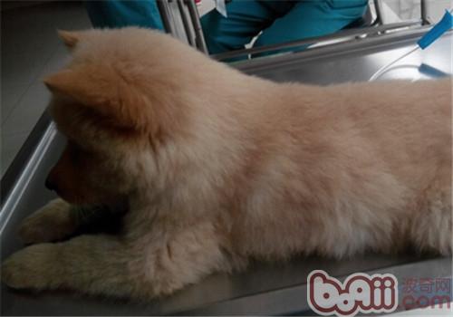 秋田犬，當時因為其它疾病入院治療，進行體格檢查時，在其身上發現了蜱蟲屍體和跳蚤糞便。