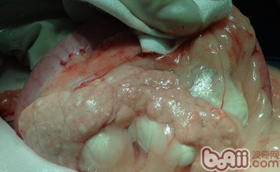 犬胰腺炎解剖圖2