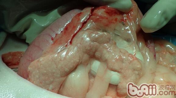犬胰腺炎解剖圖1