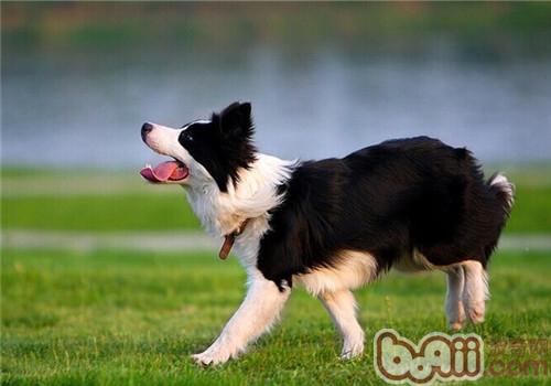 邊境牧羊犬