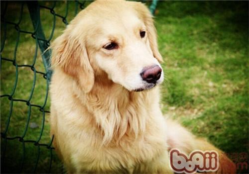 金毛犬