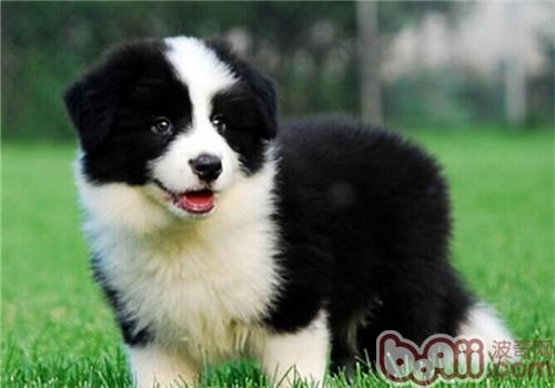 邊境牧羊犬
