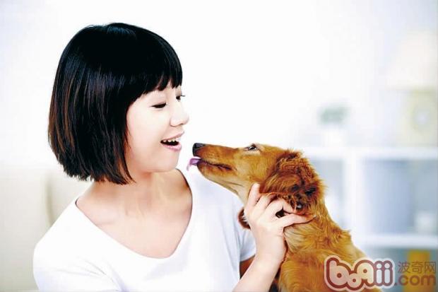 迷你臘腸犬
