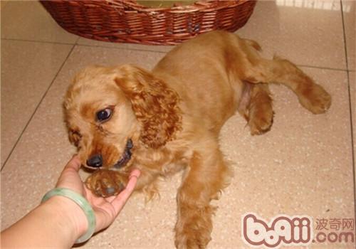 美國可卡犬