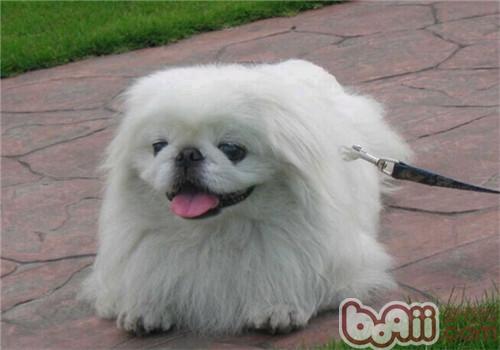 京巴犬