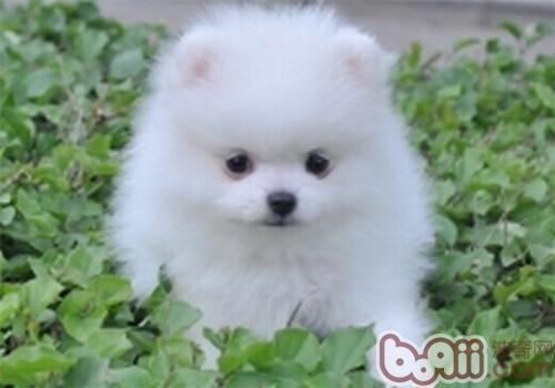 博美犬